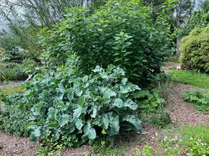 What is Permaculture? and what is a plant guild.
