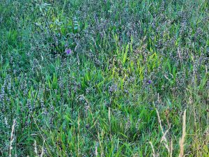 Yellow Rattle: The Meadow Maker at seed head stage. 