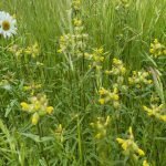 Yellow Rattle- The Meadow Maker in our Sidford meadow.