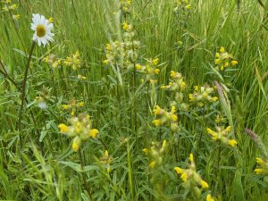 Yellow Rattle: The Meadow Maker in flower