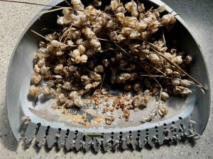 Yellow Rattle harvesting comb, for Yellow Rattle: The Meadow Maker