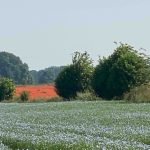 Flax Harvest & Processing, linseed,
