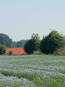 Flax Harvest & Processing, linseed, 
