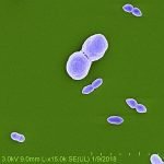 512px-Roseomonas_mucosa_Bacteria_-_3