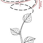 What Is Electroculture? A Modern Gardening Myth? circumnuttion, Attribution: Isabel Fiorello, Emanuela Del Dottore, Francesca Tramacere, Barbara Mazzolai, CC BY-SA 3.0, via Wikimedia Commons