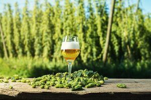 Hop Picking In Herefordshire ... and Germany!