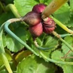 A clump of Egyptian Walking Onions jpg