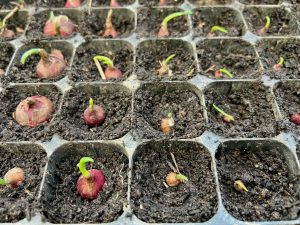 How to grow Egyptian Walking Onions