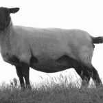 Sheep Help Our Six Inches Of Soil