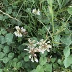 The Two Types of Soil Organic Matter plant root exudates are essential for soil health.