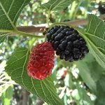 How to Grow mulberries ..DS28, CC BY-SA 4.0 , via Wikimedia Commons