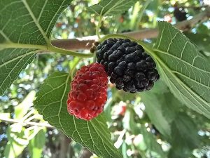How to Grow mulberries ..DS28, CC BY-SA 4.0 , via Wikimedia Commons