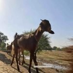 Managing Desert Rains to enable livestock to flourish