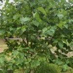 40 Edible Trees For UK Gardens & Allotments Mulberry tree