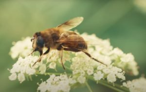  Long Lived Vegetables Pollinator 