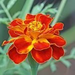 Peer-Reviewed Research on Tagetes Suppressing or Killing Couchgrass Muhammad Mahdi Karim, GFDL 1.2, via Wikimedia Commons Tagetes patula