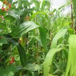 Intercropping .. Awkiku, CC BY-SA 4.0 , via Wikimedia Commons