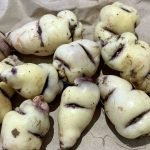 How to Grow Mashua