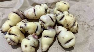 How to Grow Mashua
