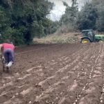 Outside Jersey Royal Potato Planting On Côtils Jersey Royal Potato Planting On Cotils