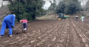 Outdoor Jersey Royal Potato Planting On Cotils