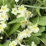 Fast Growing Winter Edibles, Primroses