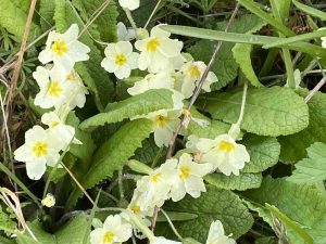Fast Growing Winter Edibles, Primroses 