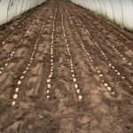 Winter Potato Planting In December in Jersey