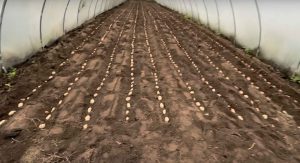 Winter Potato Planting In December in Jersey. Jersey Royal Growing in polytunnels 