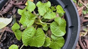 How to Grow Wasabi In the UK, Wasabi Leaves