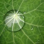 Do Water Droplets Burn Holes In Plant Leaves? Water_drop_on_leaf_-_Flickr_-_angrylambie1.jpg