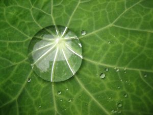 Water_drop_on_leaf_-_Flickr_-_angrylambie1.jpg