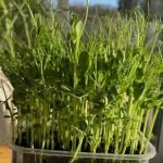 Low Cost Pea Shoot Productioin Using Recycled Materials