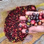 512px-Coffea_arabica_6 Coffee grounds