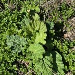Howe to grow Mint