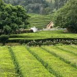 How to grow tea in the UK