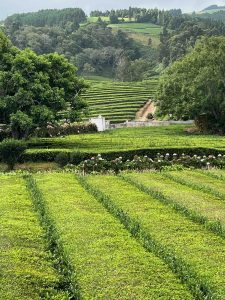 How To Grow Tea In The UK .. but this image is tea growing in the Azores. On Sao Miguel.  