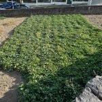 sweet potato - Maximising Your Garden’s Yield