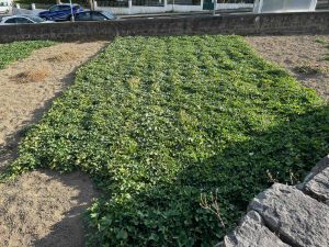 Maximising Your Garden’s Yield with Sweet potatoes