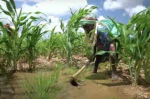 Greening The Sahara Desert