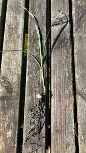 How to Grow Perennial Leeks - large roots