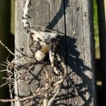 How to Grow Perennial Leeks - offshoots on freshly propagated plant