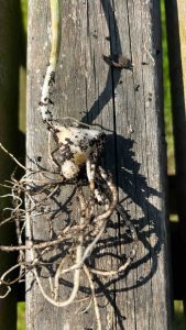 How to Grow Perennial Leeks - bulbil formation on new plant.