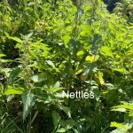 linear food forests