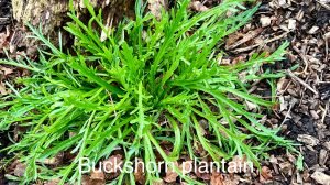 Bucks horn plantain - Community Food Forest Garden Video