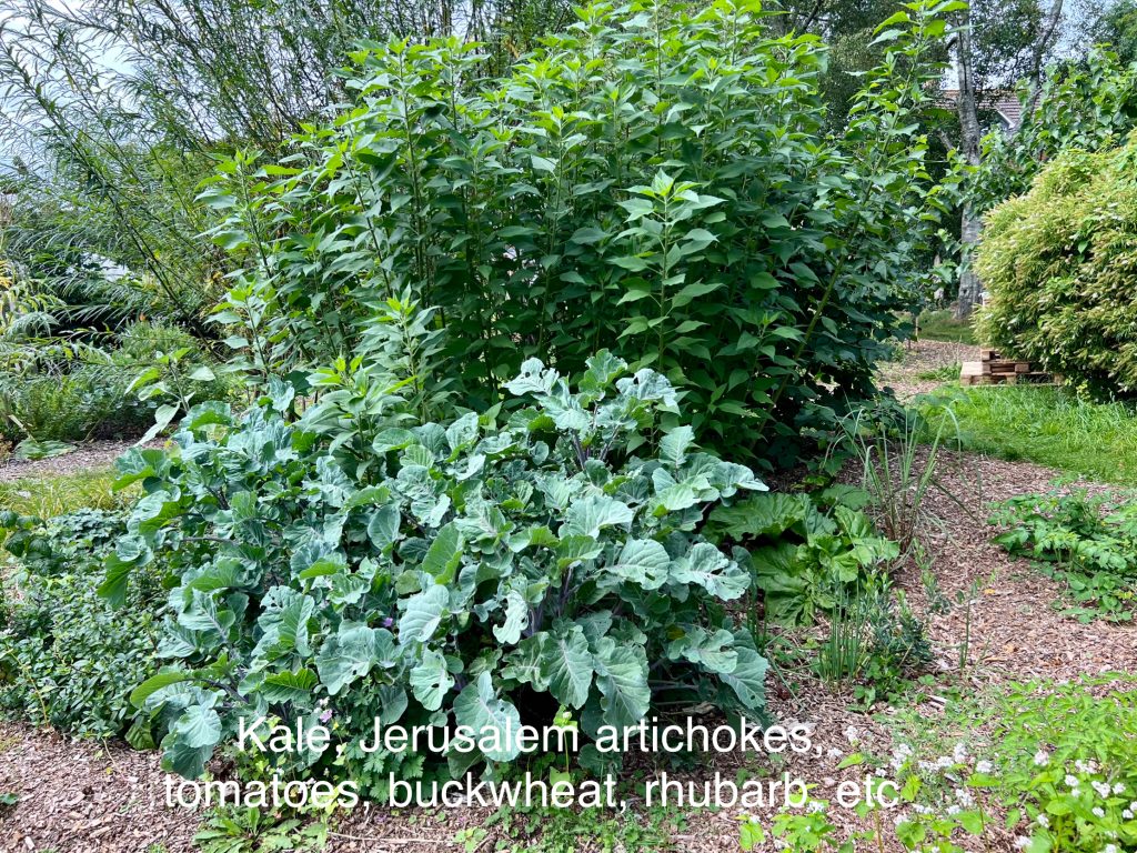 linear food forests start with single plants and add more. 