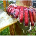Nitrogen fixing maize