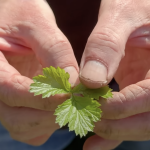 Growing Wood Avens: A Cloves Substitute Screenshot 2025-04-08 at 11.56.59