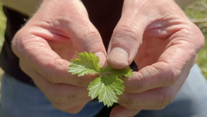 Wood Avens