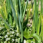 Slug Resistant Vegetables